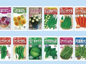 サカタのタネ、絵袋種子「実咲」シリーズから2022年春の新商品13点