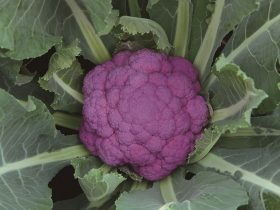 サカタのタネ、早生の紫カリフラワー「オーナメントパープル」の種子を発売