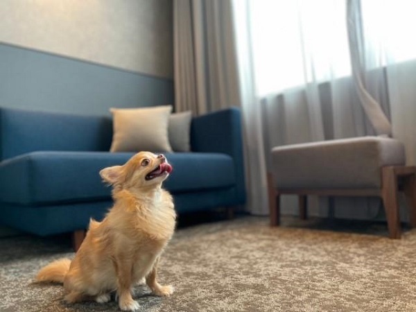 野村不動産ホテルズ、「ノーガホテル京都」で愛犬と京都を共に楽しむ宿泊プランを販売開始