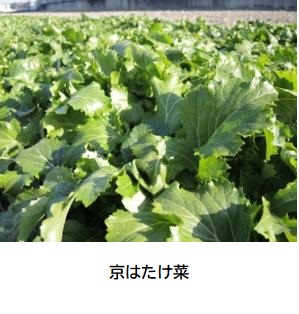 ファンデリー、「旬をすぐに」にて京の伝統野菜「花菜」と「京はたけ菜」を使用したJA京都中央コラボ商品を発売