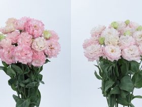 サカタのタネ、トルコギキョウ「ボヤージュ」シリーズに重要色であるピンク系新品種を追加し営利生産者向けの種子を発売