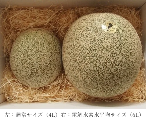 日本トリム、「電解水素水で育てた草津メロン」を「横江農園」のHPにて300セット限定で販売