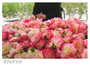 ナリス化粧品、「HAND CREAM ROSE ハンドクリーム ローズ」をパッケージデザインを刷新して発売