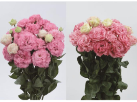 サカタのタネ、大輪フリンジ八重咲きトルコギキョウ「ボヤージュ」シリーズに濃ピンク系の新品種を発売