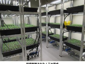 大林組、人工光と自然光の「ハイブリッド型苗木生産システム」を開発し林業事業者向けにカラマツの苗木生産を開始