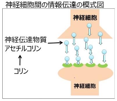 キユーピー、「卵黄コリン」を含む機能性表示食品のサプリメント「コリンEX」を発売