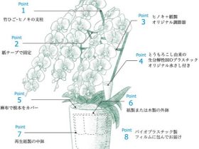 第一園芸、不燃ごみを出さずお手入れも簡単な環境にも人にもやさしい胡蝶蘭を販売開始