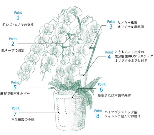 第一園芸、不燃ごみを出さずお手入れも簡単な環境にも人にもやさしい胡蝶蘭を販売開始