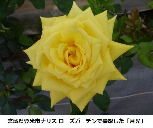 ナリス化粧品、カウンセリングスキンケアブランド「マジェスタ」から肌の上で自在に伸縮するクリーム2品を先行発売