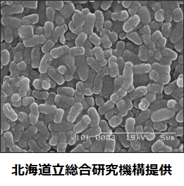 ナリス化粧品、カウンセリングスキンケアブランド「マジェスタ」から肌の上で自在に伸縮するクリーム2品を先行発売