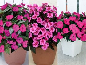 サカタのタネ、「サンパチェンス」と「サンパティオ」の3品種を本格販売