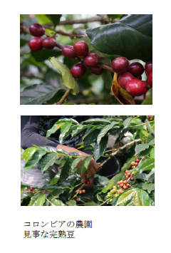 ミカド珈琲商会、「桜ぶれんど 2026」を期間限定発売