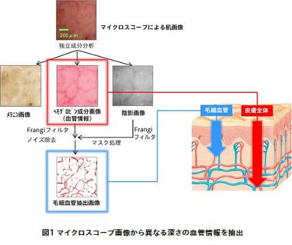 花王、血管画像自動抽出技術を用いて皮膚深部の血管と毛細血管の血流情報を同時に検出