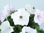 サカタのタネ、「よく咲くペチュニア バカラiQ」シリーズに白色系品種を追加