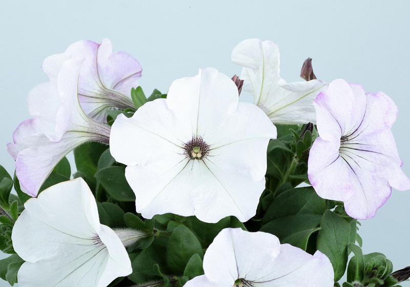 サカタのタネ、「よく咲くペチュニア バカラiQ」シリーズに白色系品種を追加