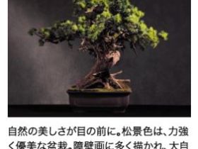 JR東日本商事とJR東日本ライフサービス、「ART BONSAI(アート盆栽)」を販売