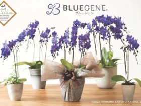 花キューピット、胡蝶蘭「Blue Gene」を販売開始