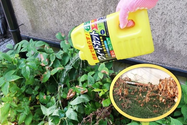 扶桑化学、雑草の葉や茎にかけて根まで枯らす除草剤「ウィードカット」2L・4Lを発売