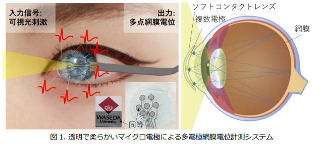 早大と山口大、市販のコンタクトレンズに搭載可能な小さく透明で柔らかい多点マイクロ電極を開発