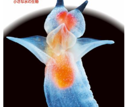 小学館、図鑑 NEO POCKETシリーズ第17巻「プランクトン」を発売