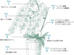 第一園芸、不燃ごみを出さずお手入れも簡単な環境にも人にもやさしい胡蝶蘭を販売開始