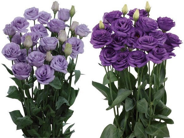 サカタのタネ、トルコギキョウ「ロジーナ(3型)ラベンダー(ver.2)」などを開発し営利生産者向けの種子を発売