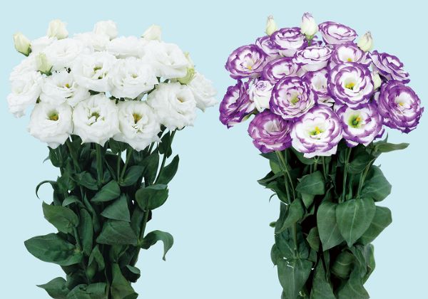 サカタのタネ、無花粉タイプの中輪八重咲きトルコギキョウ新品種を発売