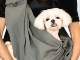 コンビ、台湾生まれのペットブランド「FikaGO（フィカゴー）」のペット用スリングなどを発売