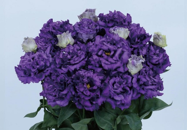 サカタのタネ、トルコギキョウ「ボヤージュ（2型）ブルー（ver.3）」を開発し営利生産者向けに種子を発売