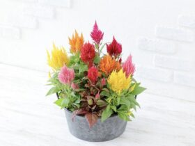 サカタのタネ、ケイトウ「フランマ」シリーズの営利生産者向け種子を発売